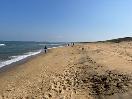 秋の新松原海岸はピンギスしかいませんでした