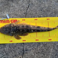 久しぶりのマゴチ(^-^)