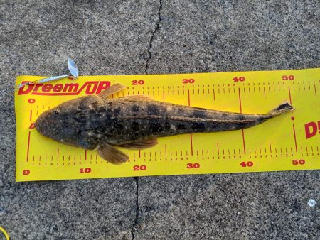 久しぶりのマゴチ(^-^)