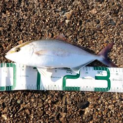 かなり久しぶりの魚