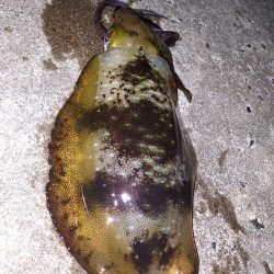アオリイカ釣り