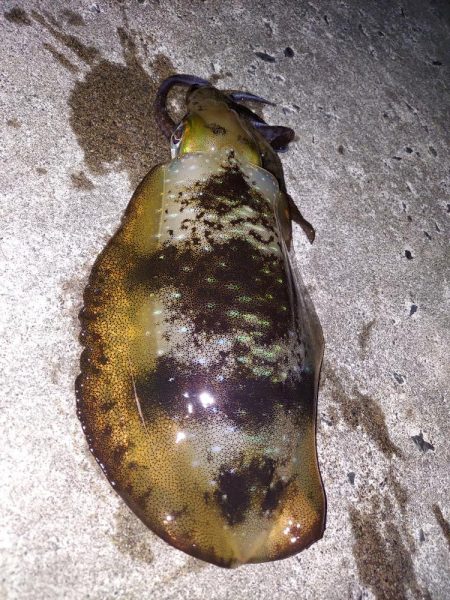 アオリイカ釣り