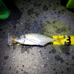 久しぶりの釣り