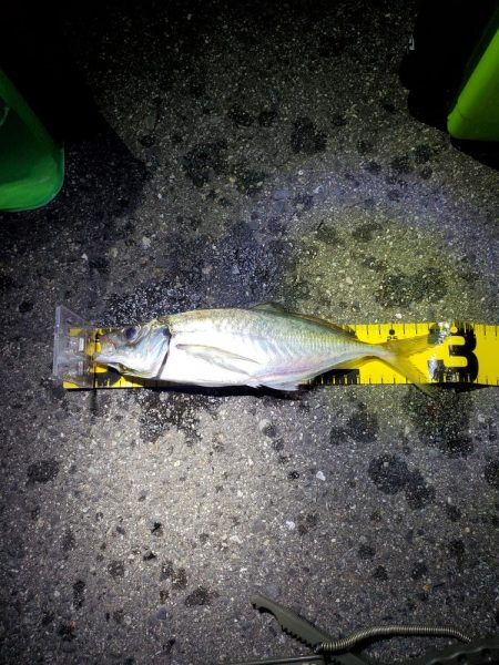 久しぶりの釣り