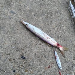 ジグサビキでゲット😆