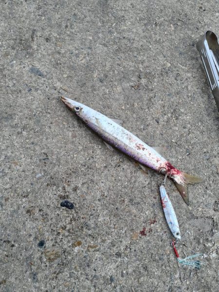 ジグサビキでゲット😆