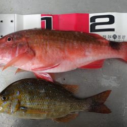 宿の裏の地磯で