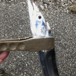 朝の太刀魚釣り