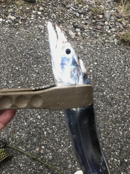 朝の太刀魚釣り