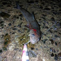 プチsalt water game