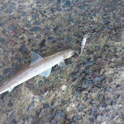 プチsalt water game