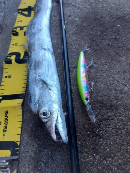 プチsalt water game