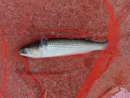 プチsalt water game