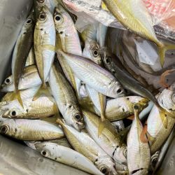 サヨリとアジ釣り