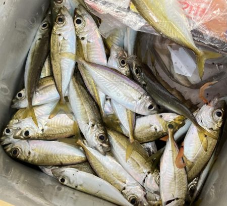 サヨリとアジ釣り