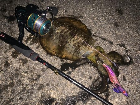 信用するエギはよく釣れる