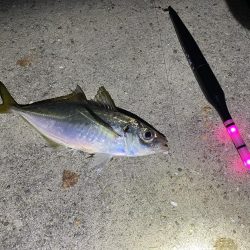 タチウオと青物どこ行った?