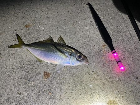 タチウオと青物どこ行った?