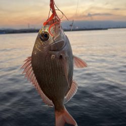 タイラバにタイ