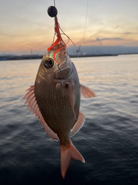 タイラバにタイ