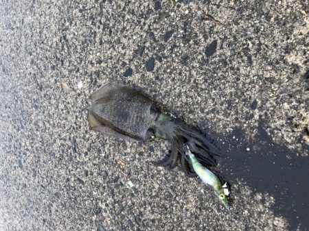 朝マヅメエギング