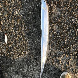 やっと太刀魚が来た