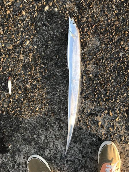 やっと太刀魚が来た