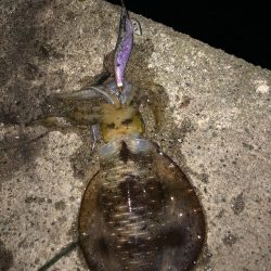 ナイトエギング