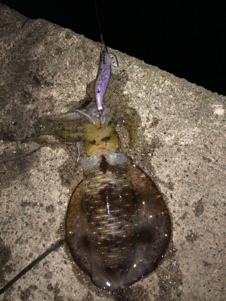 ナイトエギング