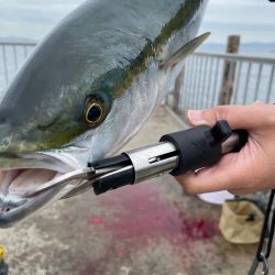 朝からメジロ連発でした。