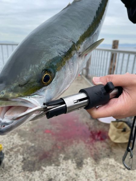 朝からメジロ連発でした。