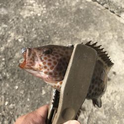 ライトワインドでオオモンハタGET