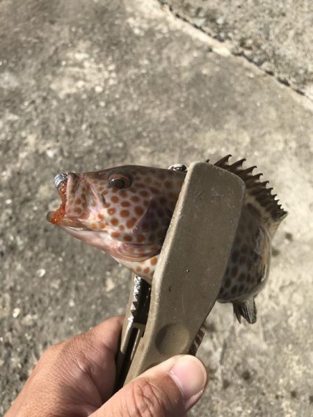 ライトワインドでオオモンハタGET