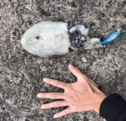 エギングしてきました