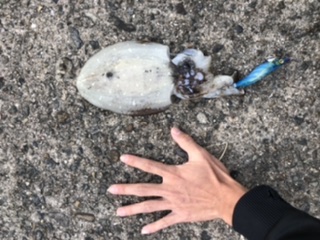 エギングしてきました