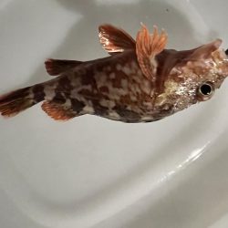 アジングのつもりが