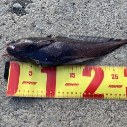 胴突き釣りでまさかの良型のドンコ!!!