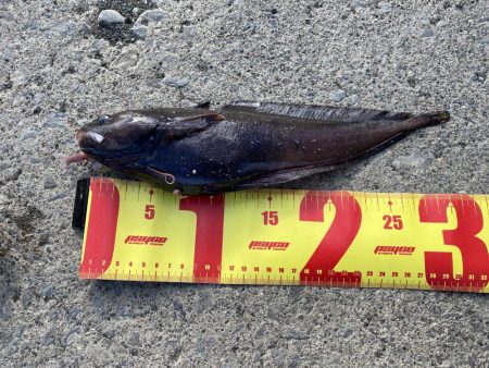 胴突き釣りでまさかの良型のドンコ!!!