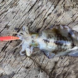 ヒラマサ狙いでしたが