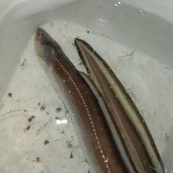 タチウオ求めて