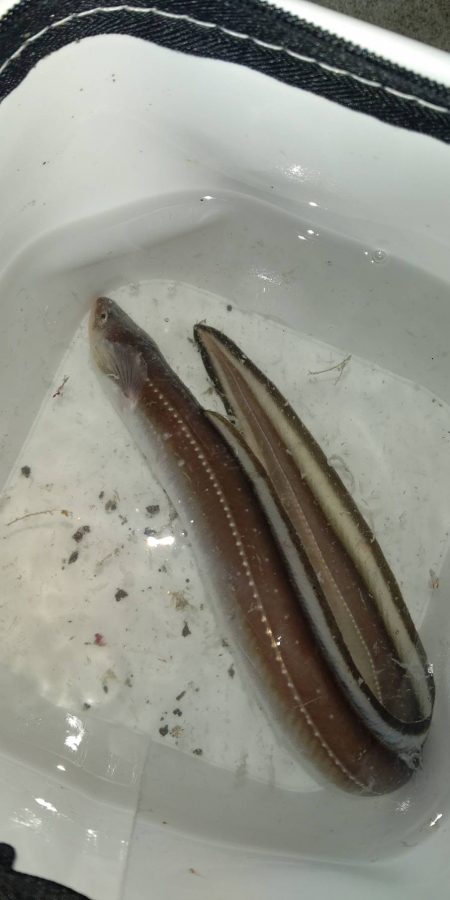 タチウオ求めて