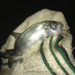 夜メッキから朝練メッキで最後にヒラメ!