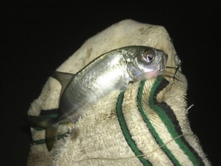 夜メッキから朝練メッキで最後にヒラメ!