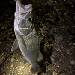 本日佐伯最後の釣行