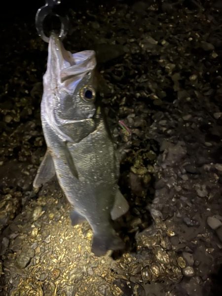 本日佐伯最後の釣行