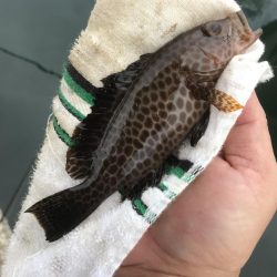 帰ってきたメッキからの小オオモン