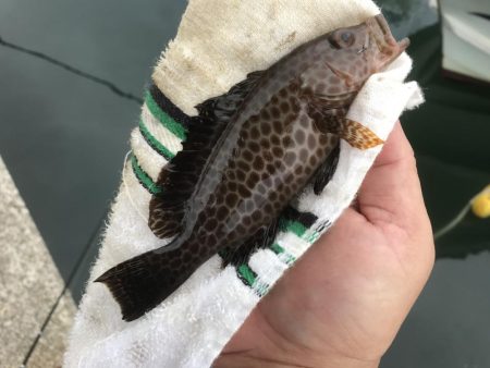 帰ってきたメッキからの小オオモン