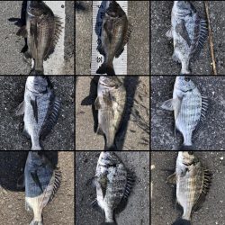 イチノ兄弟、釣果！