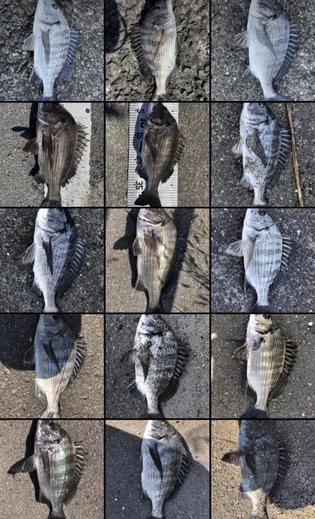 イチノ兄弟、釣果！