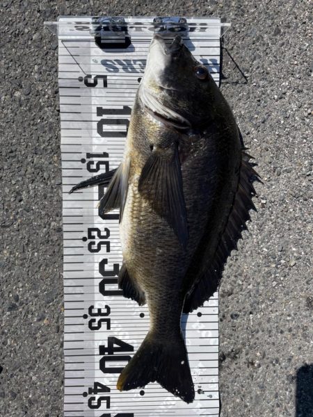 イチノ兄弟、釣果！